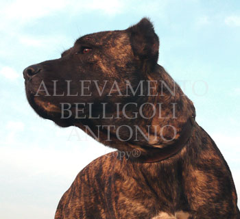 allevamento cani da guardia