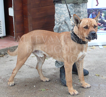 Pardog - Cane da guardia e da difesa