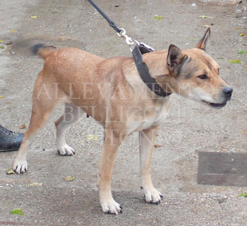 Pardog
