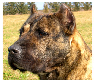 Perro de presa canario